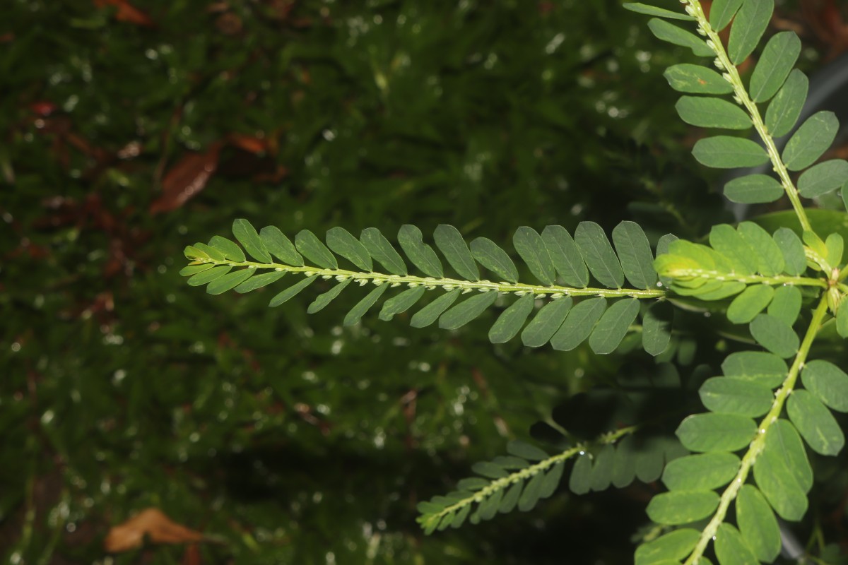 Phyllanthus amarus Schumach. & Thonn.